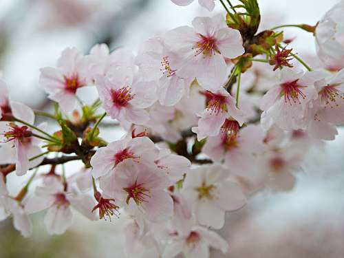 cherry blossom close-up photography of white petaled flowers japan
